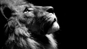 powerful_lion